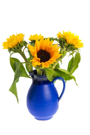 Bouquet sunflowers in blue vaser isolated over whiteの写真素材