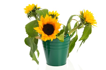 Bouquet sunflowers wrapped in orange paper isolated over whiteの写真素材