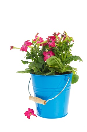 Blue bucket with pink Nicotiana tobacco garden flowers の写真素材