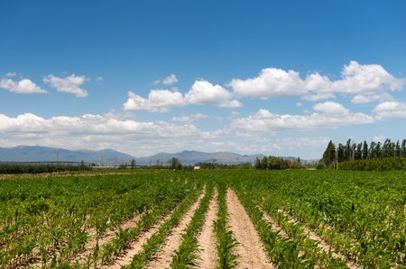 French agriculture landscape with maize and mountainsの写真素材