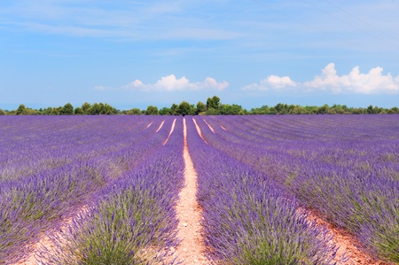 Lavender fields with red poppies in French landscapeの写真素材
