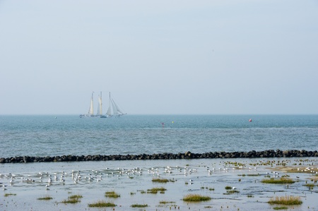 Coast with seagulls and sailboat at the horizonの写真素材