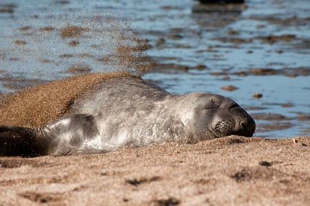 Seal in the sand at Peninsula Valdesの写真素材