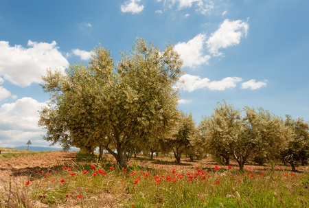 Red Poppies and olive trees in the French Provence at the Valensole plateauの写真素材