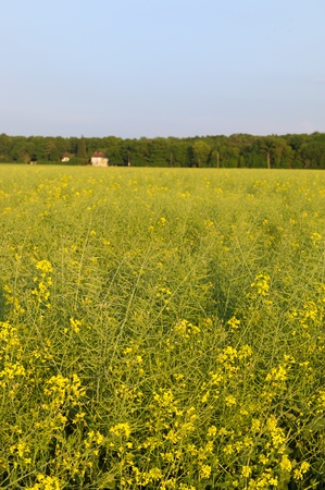 Yellow rape seed in the vertical landscapeの写真素材