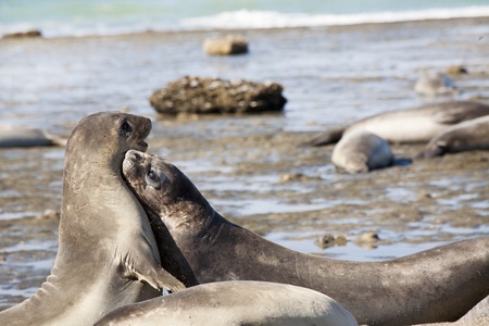 Seal at the beach from Peninsula Valdesの写真素材