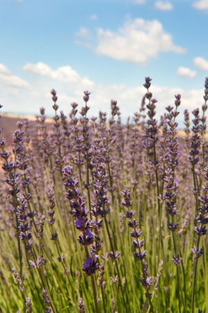 Landscape with Lavender fields in the French south Provenceの写真素材
