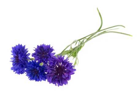Bouquet blue Cornflowers isolated over white backgroundの写真素材