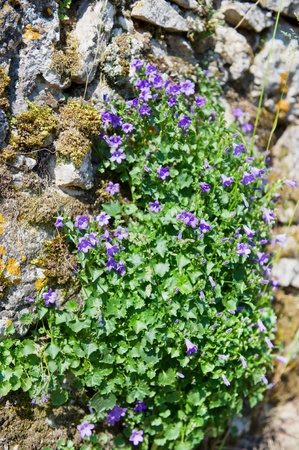 Blue Campanula climbing at an old stone wall in Franceの写真素材