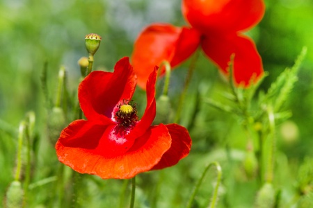 Field full of red poppies in nature environmentの写真素材