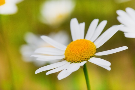 Macro of white daisy flowers in nature environment