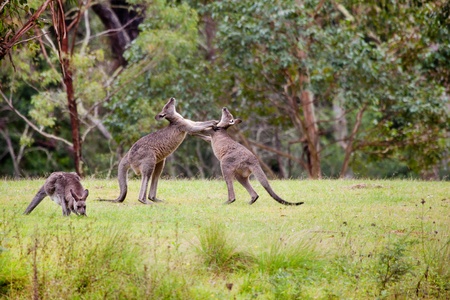 Male fight between Australian kangaroos in natureの写真素材