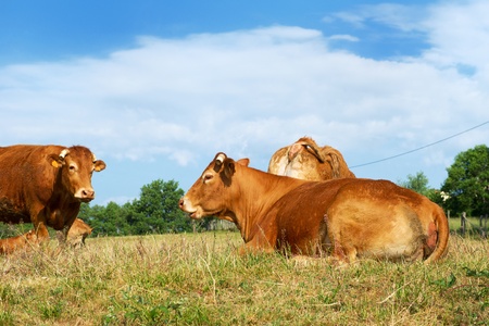 Typical French brown Limousin cows in Franceの写真素材