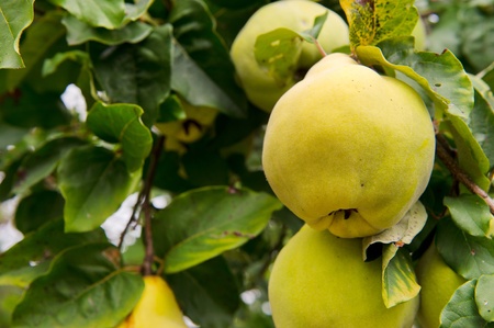Ripe yellow quince hanging in the treeの写真素材