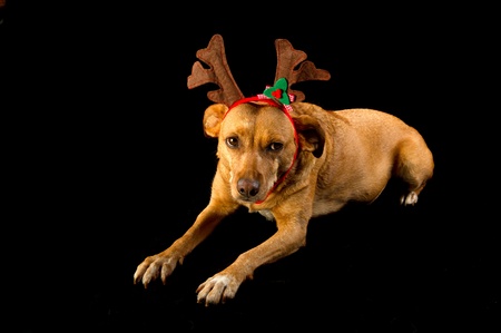 Happy cross breed Christmas dog on black backgroundの写真素材