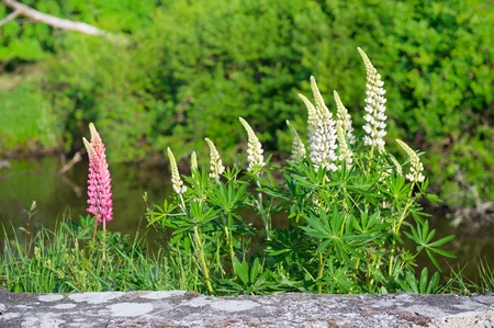 Colorful Lupines in nature near the water
