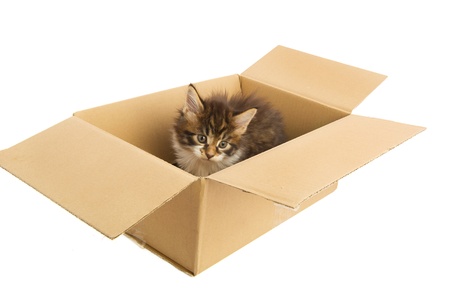 Cute Maine Coon kitten playing in carton boxの写真素材
