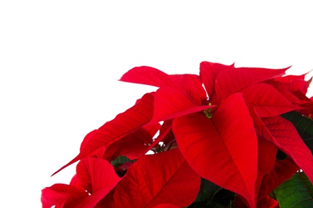Detail of a red Poinsettia for Christmasの写真素材