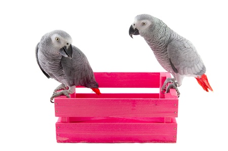 Grey red tail parrots on pink wooden crateの写真素材
