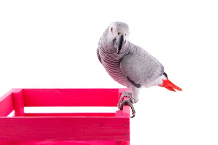 Grey red tail parrot on pink wooden crateの写真素材