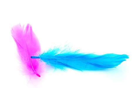 Pink and blue feathers on white backgroundの写真素材
