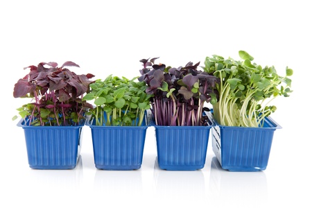 Assortment fresh garden cress isolated over white backgroundの写真素材