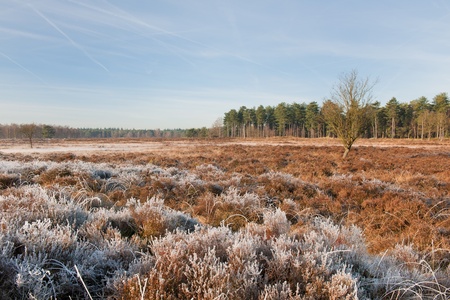 Heather landscape in winter with a treeの写真素材