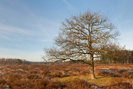 Heather landscape in winter with a treeの写真素材