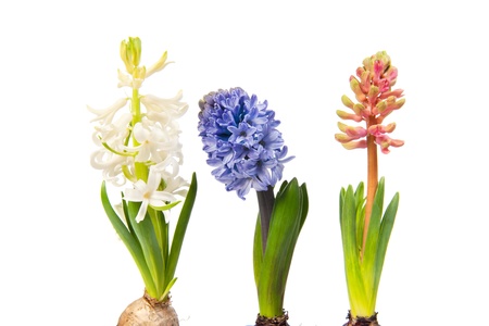 Three Hyacinths in different colors isolated over white background