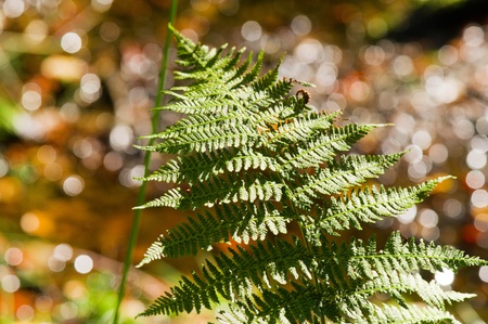 Fern leaf in autumn forestの写真素材
