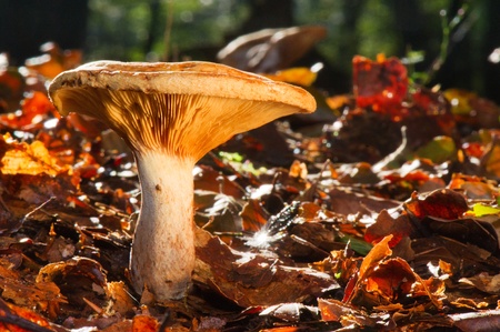Mushroom growing between the autumn leafs