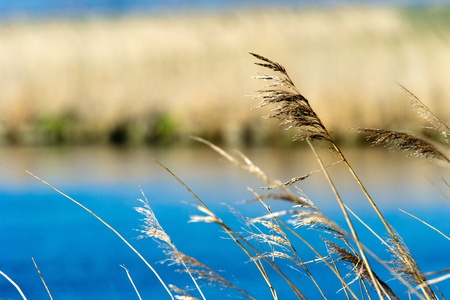 Grass and reed near the waterの写真素材