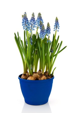 Blue Grape Hyacinths in flower potの写真素材
