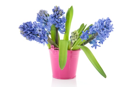 Blue Hyacinths in pink bucketの写真素材