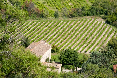 Vineyard in French landscape near Gordesのeditorial素材