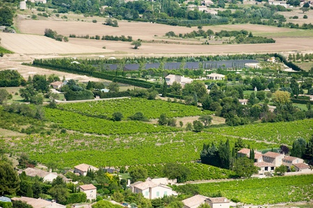 Vineyard in French landscape near Gordesのeditorial素材