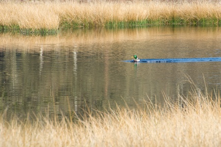 Landscape with nature fen and swimming wild duckの写真素材