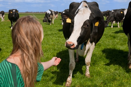 Blonde girl with Dutch black and white cows