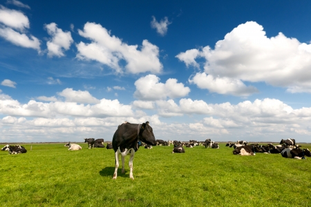 Typical Dutch landscape with black and white cows in the meadowsの写真素材