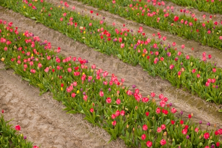 Dutch fields full of colorful tulipsの写真素材
