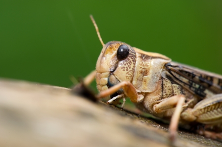 Cricket insect on treeの写真素材