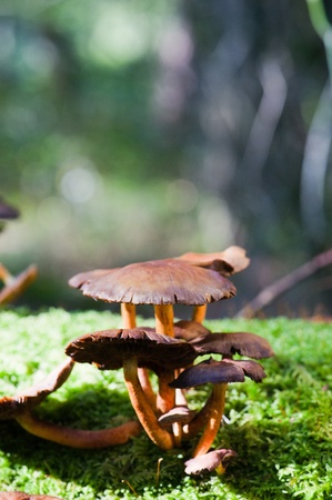 Dark brown fungus in autumn forestの写真素材