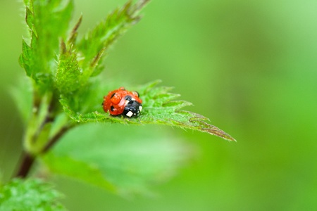 Ladybird in rain on nettle