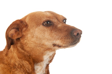 Head of a brown cross breed dog in studioの写真素材