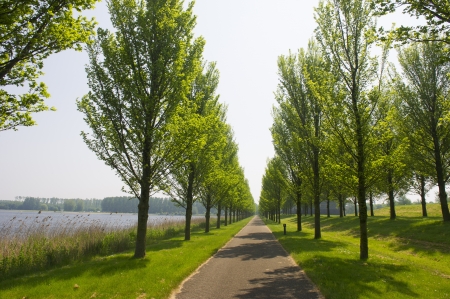 Row trees and bike path in Dutch polderの写真素材