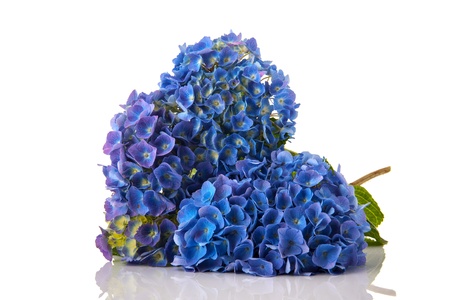 Blue Hydrangea flowers over white background