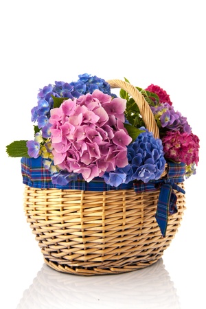 Colorful bouquet pink and blue Hydrangea in basketの写真素材