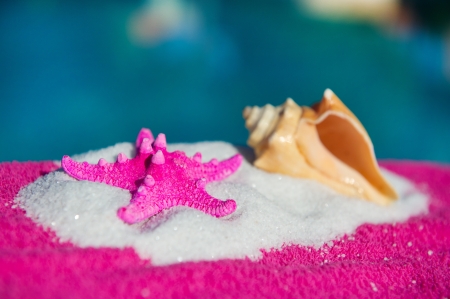 Shell and starfish in pink near the waterの写真素材