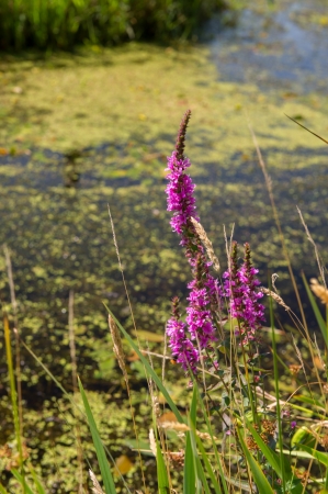 Purple Loosestrife near ditchの写真素材