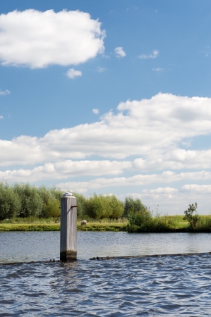 Poles in river with seagullsの写真素材